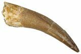 Large, Fossil Plesiosaur (Zarafasaura) Tooth - Morocco #344204-1